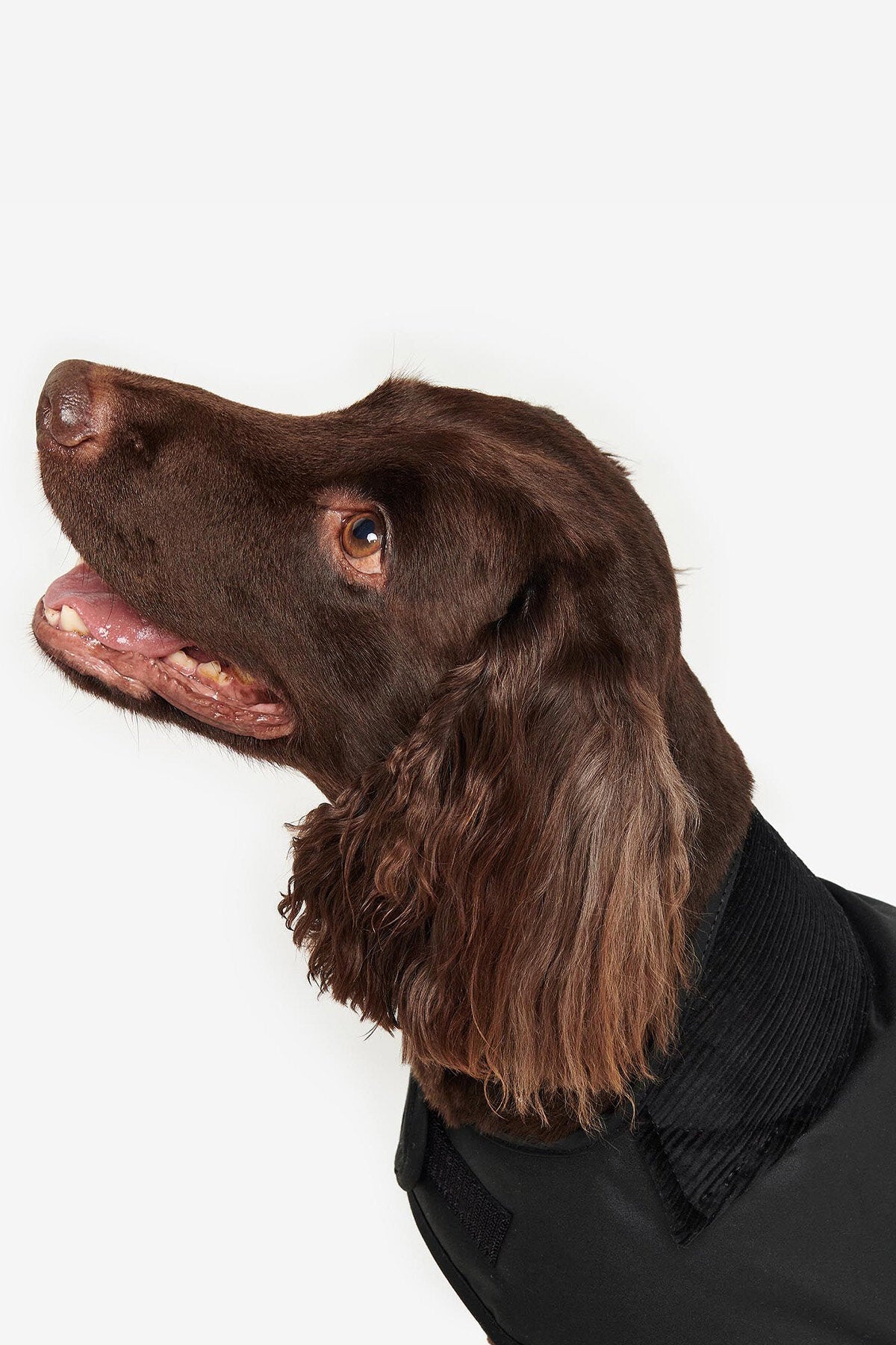 Wax dog coat