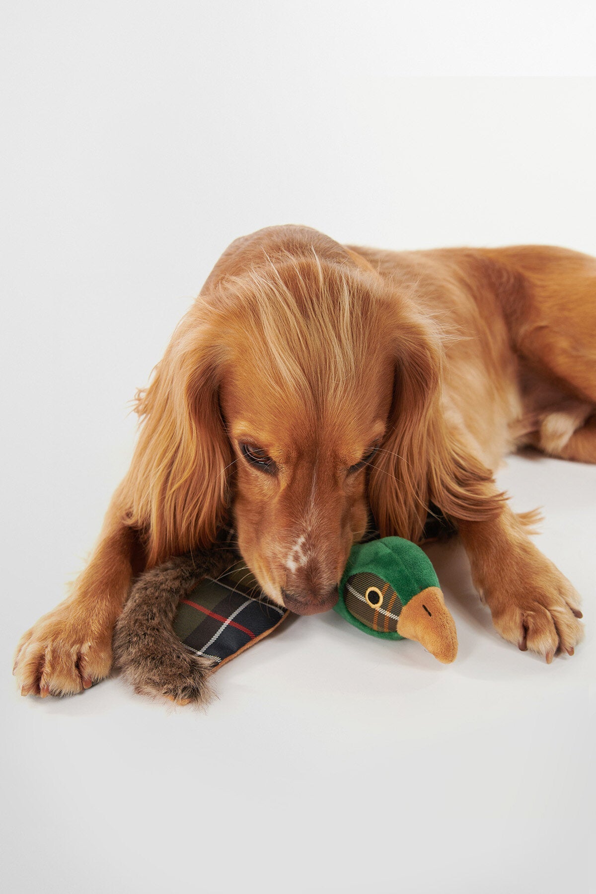 Pheasant Dog Toy